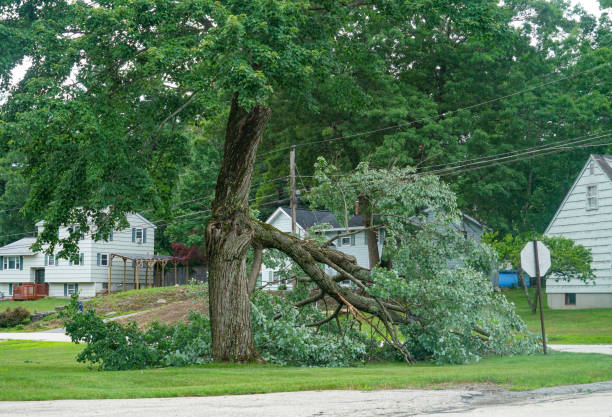 How Our Tree Care Process Works  in  Ashland, AL
