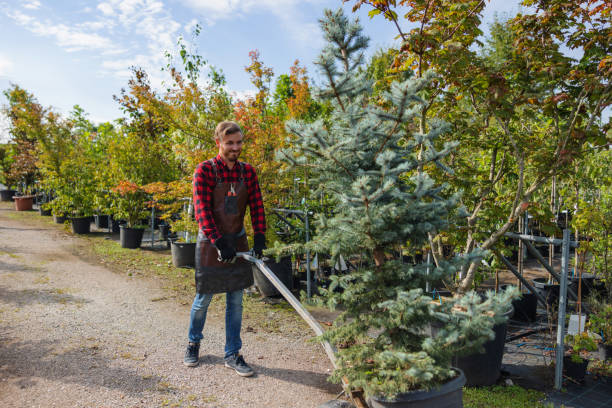 Trusted Ashland, AL Tree Services Experts